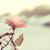 :icondreamyandamorous: