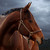 :icondressagegirl1: