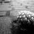 :icondrew-frink: