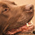 :icondrewwalker: