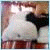:icondriedink: