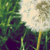 :icondrinkmorewhiskey: