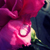 :icondrinkmysnapple: