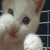 :icondrish: