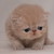 :icondrkittycat: