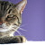:icondrkittylover: