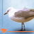 :icondropoflemon: