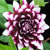 :icondrowningdahlia: