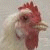 :icondrsyms: