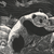 :icondrtyprplpandapws: