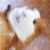 :icondruggedsheep: