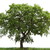 :icondruid1326: