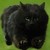 :icondrunkcoffeemilk: