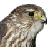 :icondrzemlik: