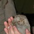 :icondsprat11b: