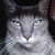 :icondtp-kuroneko: