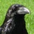 :iconduanebone: