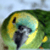 :icondubayish: