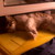 :icondubi-dubi-dwwa: