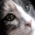 :iconduck-sauce: