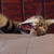 DuckFrying :iconduckfrying: