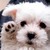 :iconduckpandawolf: