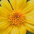 :iconducky-luvin-chicken: