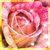 :icondue70: