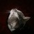 :icondulcis-lunae: