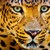 :icondumapaws: