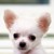 :icondumiallan: