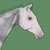 :icondunalinoappaloosa: