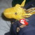 :iconduncan213: