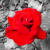 :icondungeon-lilly: