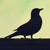 :icondupipkin: