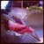 :icondusk-teh-wolf: