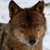 :icondusk-wolf-822: