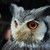 :iconduskycat: