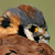 :iconduskychaos: