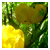 :iconduskywolfiephotos: