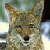 :icondust-dog: