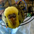 :icondusted-birdie: