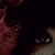 :icondustiedoll:
