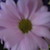 :icondustybutterfly:
