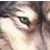 :icondustythedarkwolf:
