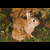 :icondutchbunny: