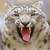 :icondutchleopard:
