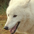 :icondutchwhitewolf: