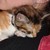 :icondutchydellatrix: