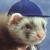 :iconduxuforest:
